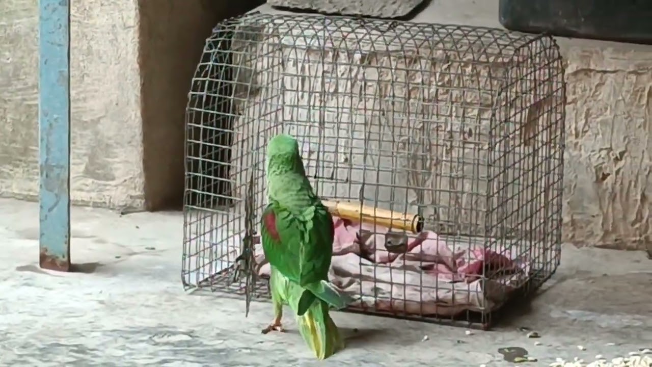 मिठु अपने को देख रहा है 😍🦜❤ || Love You Leo || #loveyouleo #parrot #talkingparot #funny #cute 2026