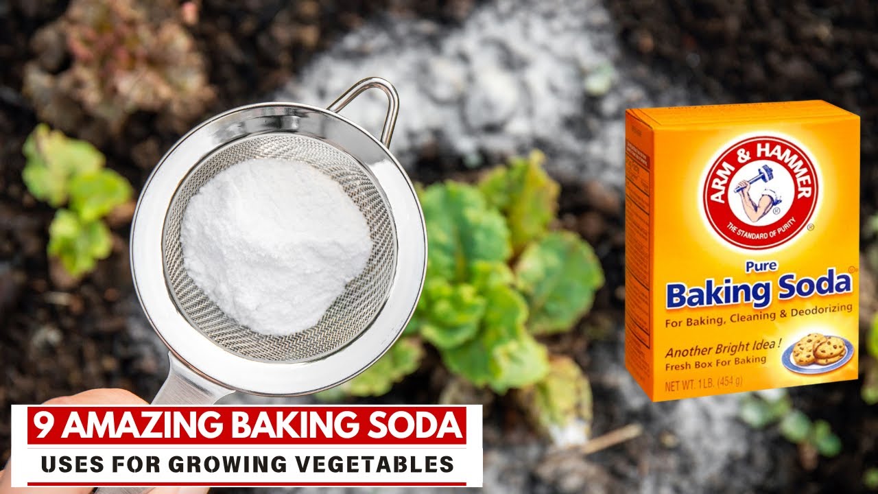 9 Amazing Baking Soda Uses for Growing Vegetables