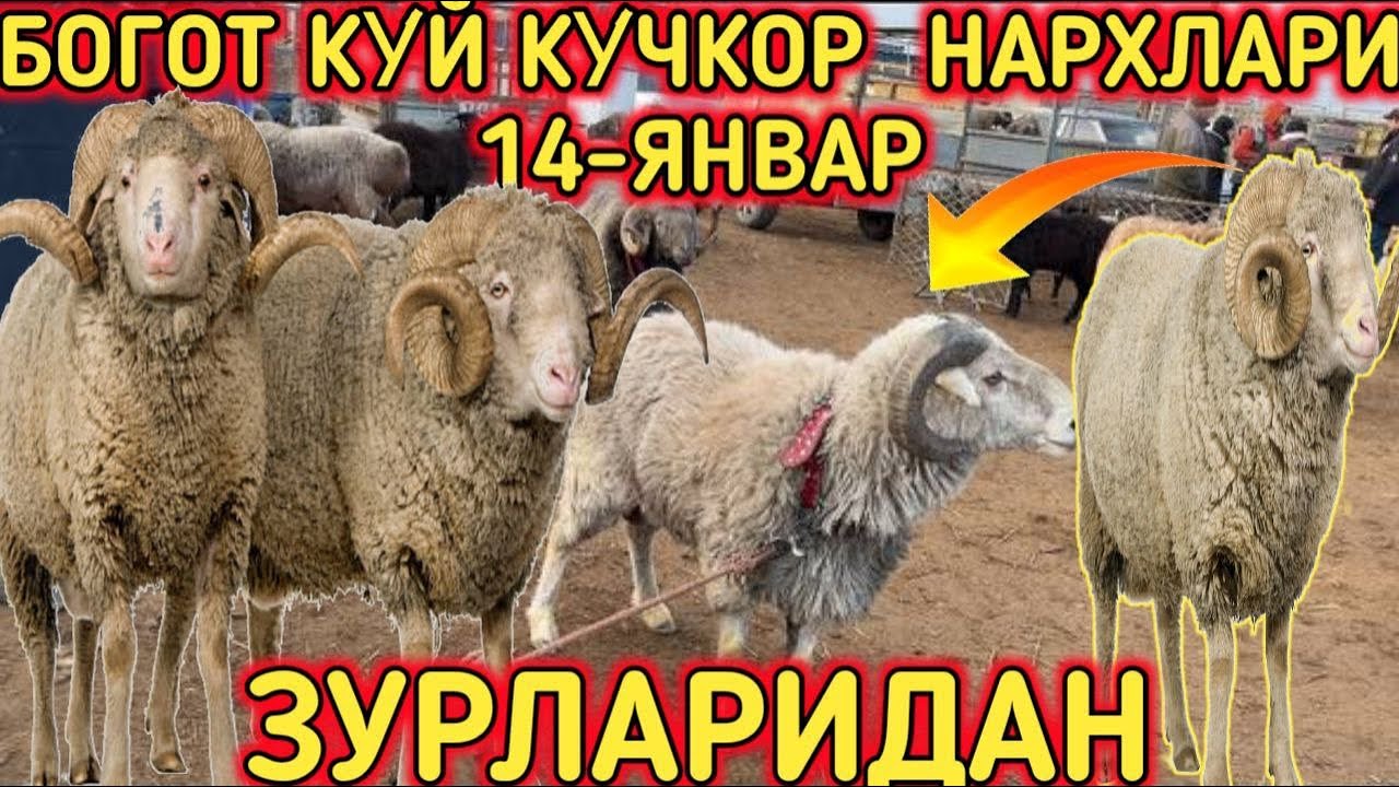 БОГОТ КЎЙ КЎЧКАР БОЗОРИ 14-ЯНВАР ЗЎРЛАРИДАН ЧЕМПИЎН КЎКАРЛАР!!!САВДОСИ