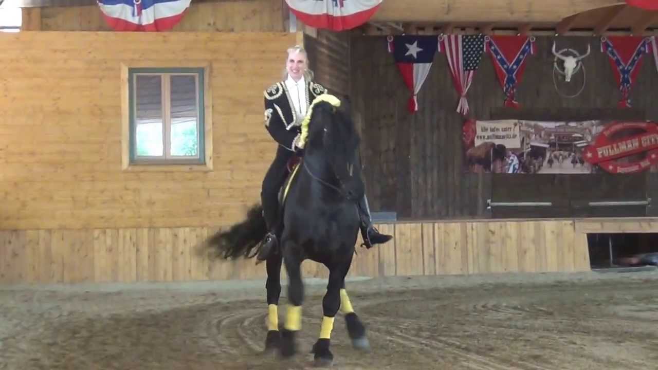 Friesen-Pferde Dressur 