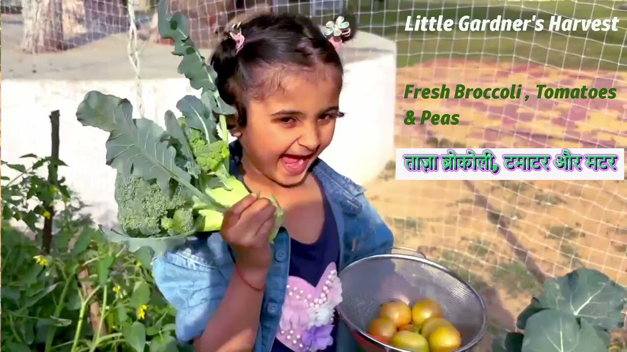 इतनी प्यारी नन्ही सी किसान ने लाल टमाटर, ब्रोकोली और मटर की कटाई की | Little farmer veggies harvest