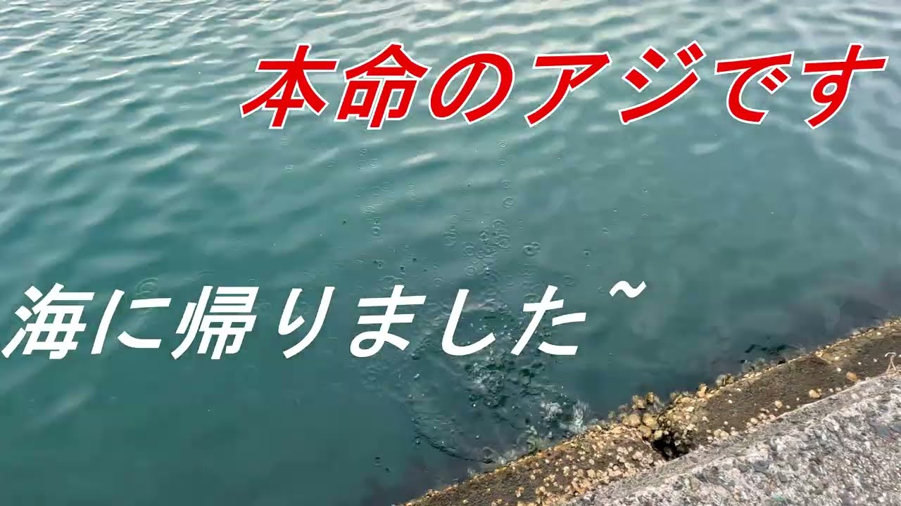 のべ竿でアジ釣り　夕まずめ狙いのアジ釣りして来ました