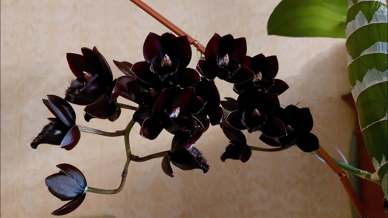 Цветение Fredclarkeara After Dark SVO 'Black Pearl'. Катасетум или орхидея морковка.