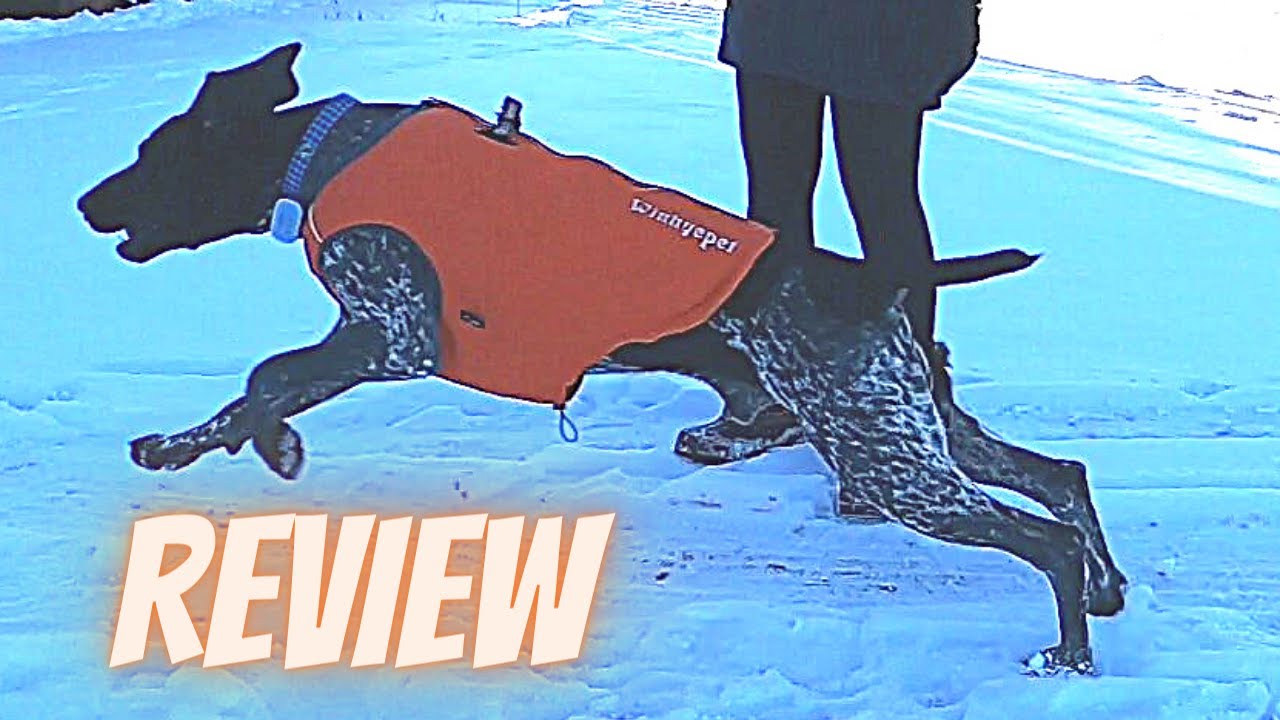 Dog Harness Winter Coat Combo Perfect for Cold Weather