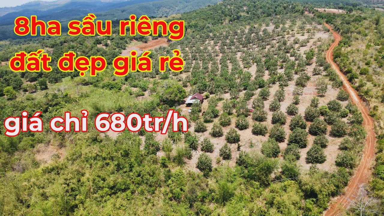 Bán 8ha sầu riêng đất bằng đẹp,giá chỉ 680tr/h đất đẹp giá rẻ lh 0366592989
