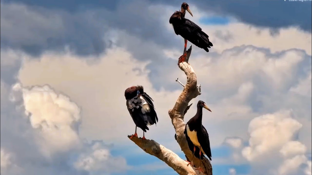 Namibia - Safarihoek. Bocian białobrzuchy / Abdim's stork 10-11.02.2026