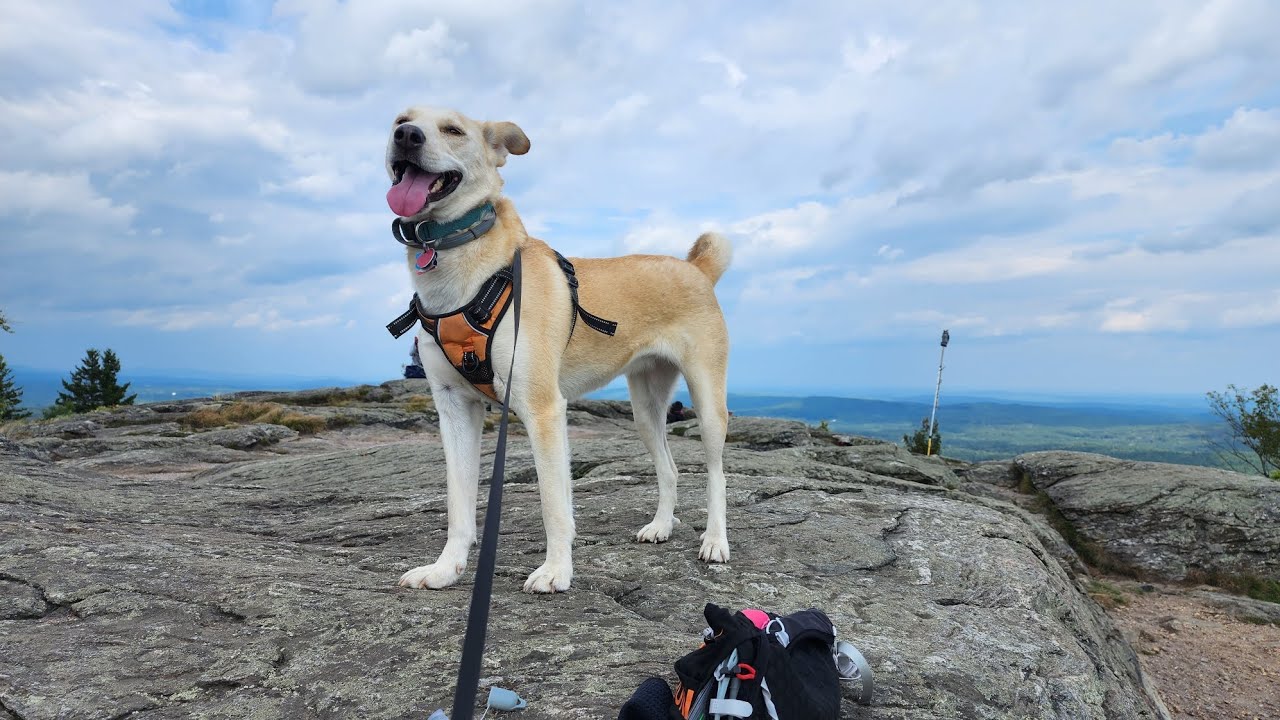 Mount Watatic in Ashburnham, MA.  Quick hike to work off a hangover