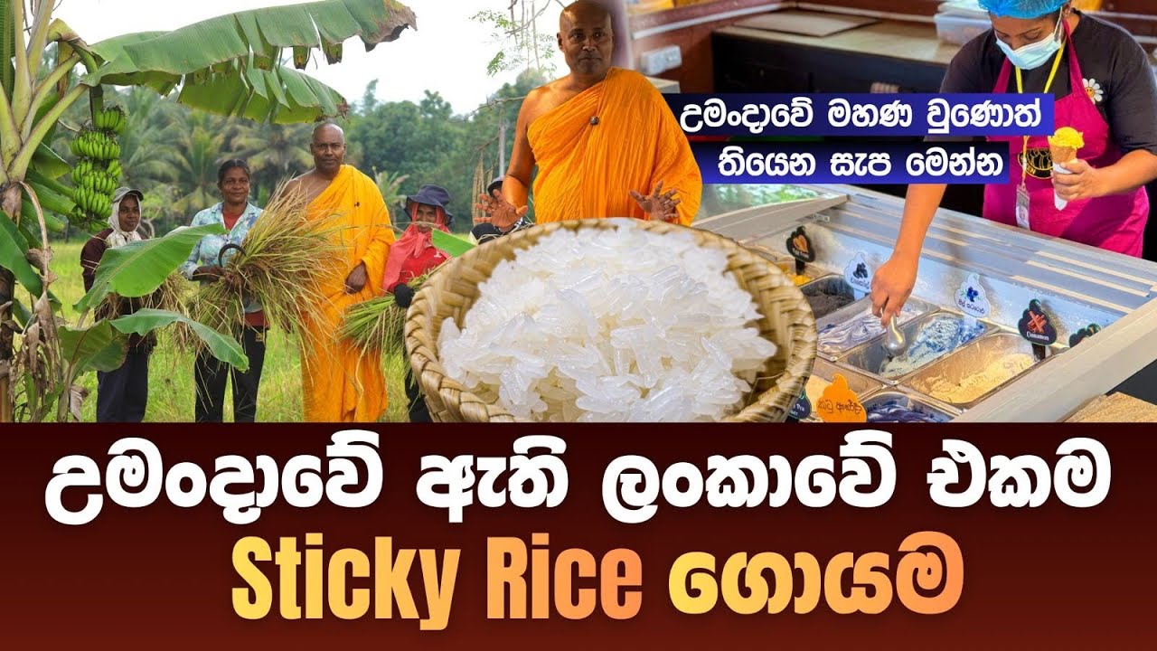 උමංදාවේ ඇති ලංකාවේ එකම Sticky Rice ගොයම