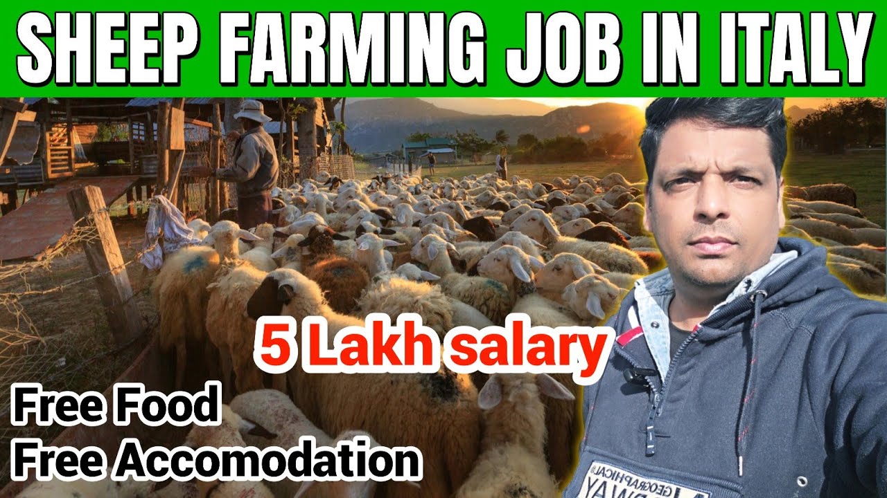 sheep and Goats Farming in Italy | sheep farm work in Italy | job in Italy | Gullu Vlogs