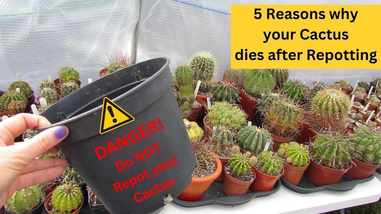 5 Reasons Why your Cactus dies after Repotting #cactus #cacti #cactusplants