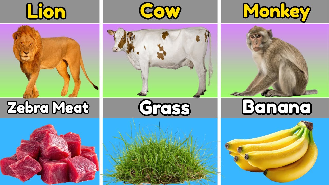 Animals and Their Favorite Food 🐼🍎 | What Do Animals Love to Eat? Ranked