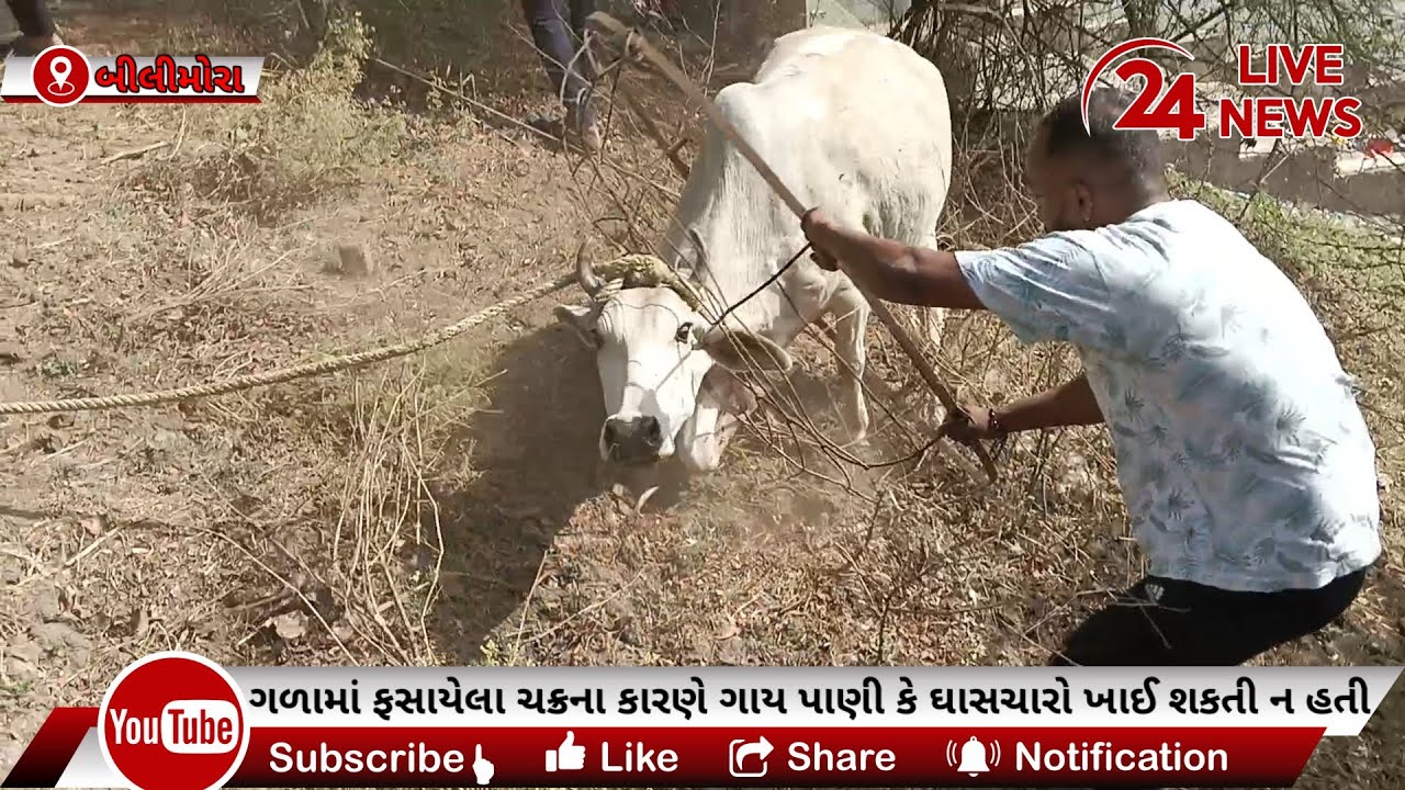 બીલીમોરા ખાતે શ્રી કૃષ્ણ ગૌ સેવાની ટીમે ગાયના ગળામાં ફસાયેલું લોખંડના ચક્રને બહાર કાઢી જીવ બચાવ્યો