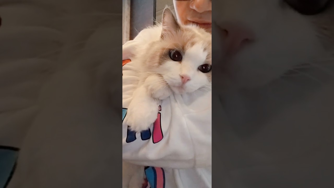 Lovely Cat's Amazing Cuddle in the Cold Weather... 