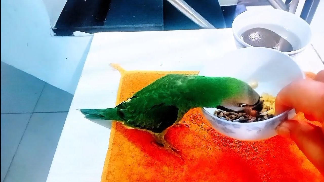 Vẹt ngực hồng tháo xích ngày 10 :)