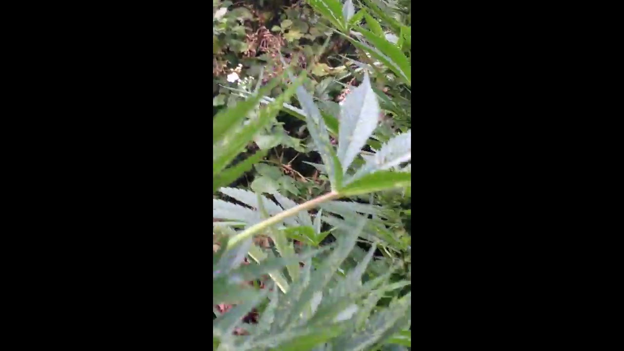 UK GUERRILLA GROWING 2016 SEASON