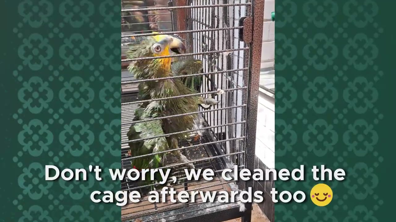 Amazon Parrot Laughs Like a Horse During Bath Time! 💦