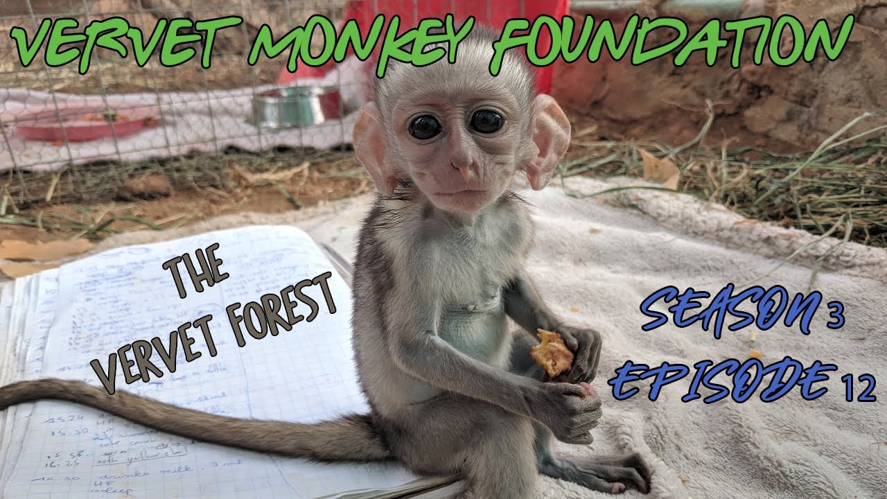 #BabyMonkey