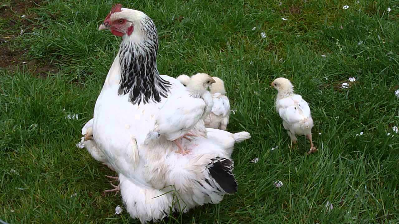 Poule Sussex et ses poussins sous les ailes par Poulailler ARAO Nantes