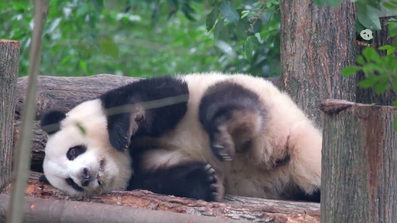 pia叽 倒下挠痒痒#