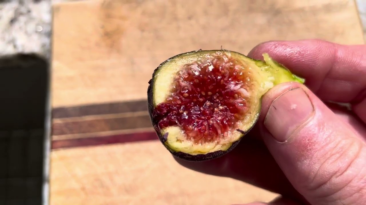 First Main Crop Fig in 2023 Red Lebanese Bekaa Valley - creamy texture 🤯