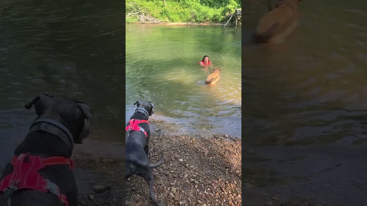 Brownie got a little water exercise ❤️