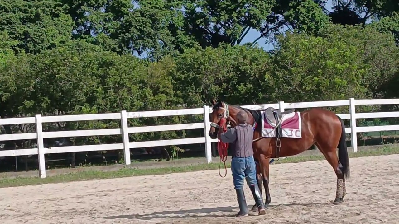 NUEVA  ESTABLO ÑANO STABLE