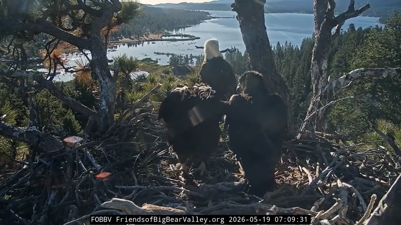 Sandy Opened His Huge Wings 😱🦅 When Will He Fly?!