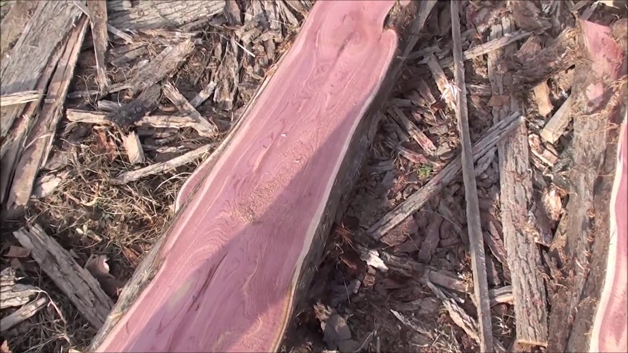 Cutting some cedar