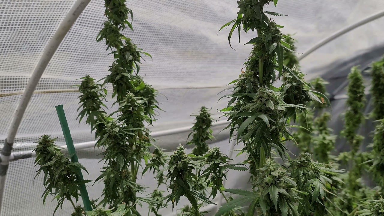 BIG buds get Bud rot in Hoop house calcium deficiency