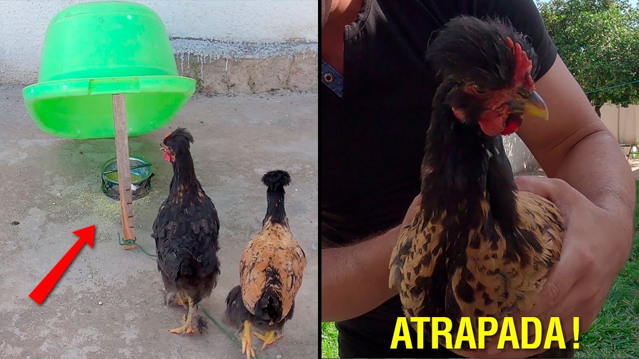 La Mejor Manera de Atrapar un Pollo | La Trampa Definitiva