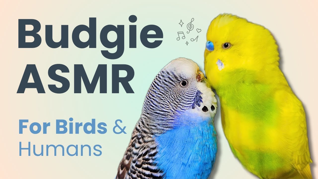 Two Budgies Talking and Singing | Relaxing Bird ASMR