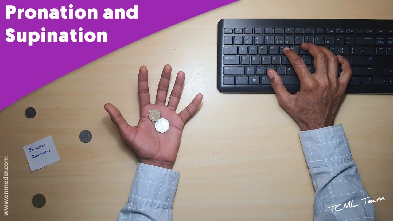 Pronation and Supination, Anatomy 3D | Upper Limb Anatomy