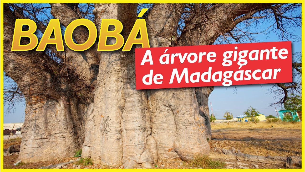 Baobá: a famosa árvore de Madagáscar