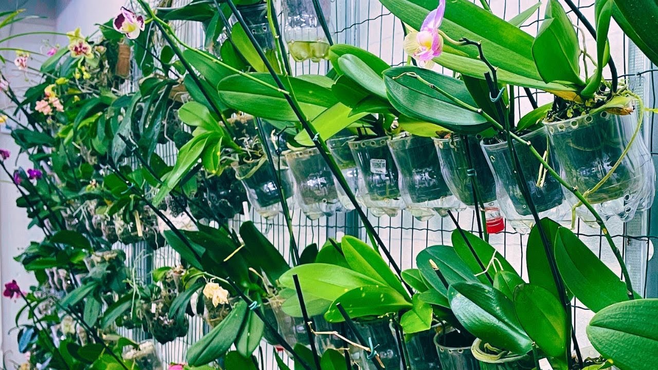 JARDIM VERTICAL SUSTENTÁVEL COM GARRAFAS RECICLADAS E ORQUÍDEAS PHALAENOPSIS | JD Orquídeas
