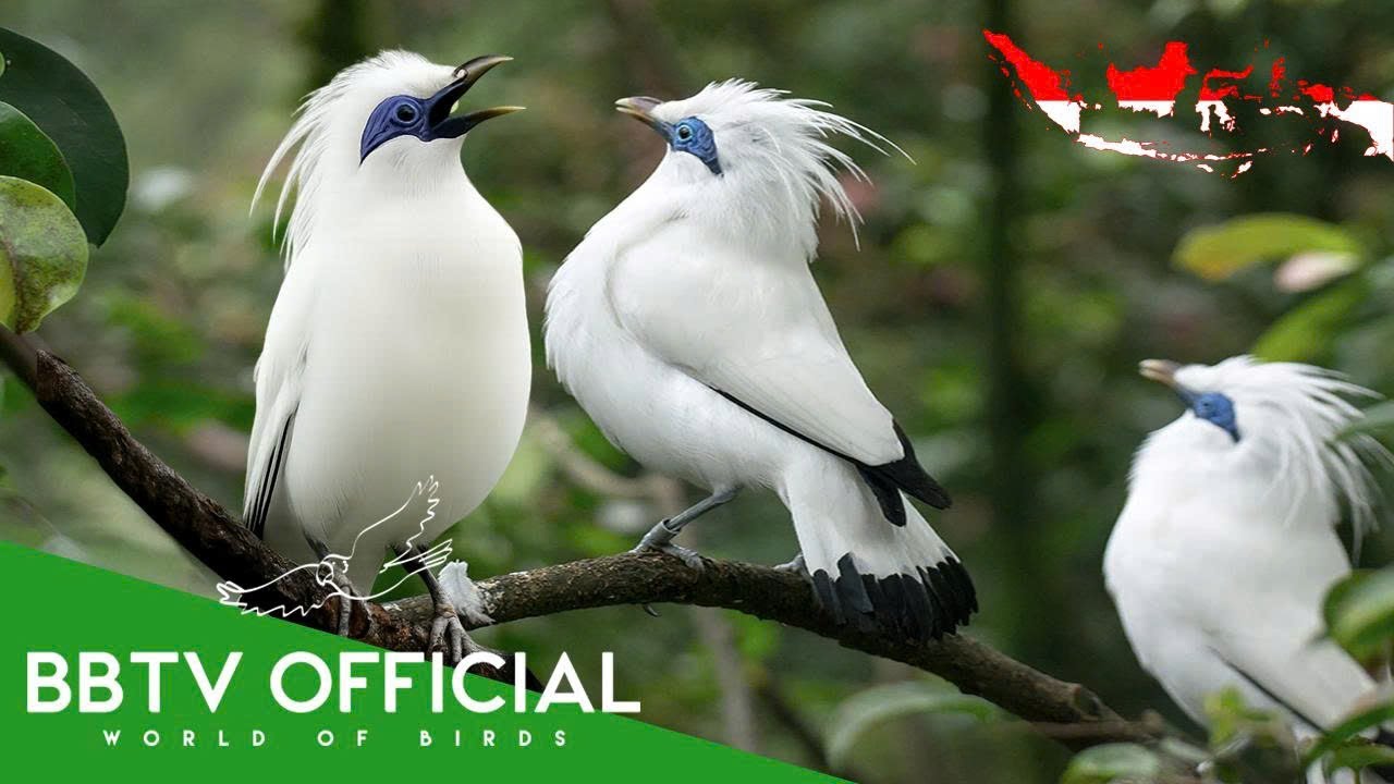 Birds Of Indonesia | Most Beautiful Birds Found in Indonesia You've Never Seen | BBTV Official