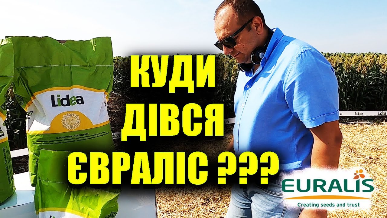 🌻Белла больше не Евралис? какой будет мешок обзор подсолнечника #Lidea #ЛИДЕА