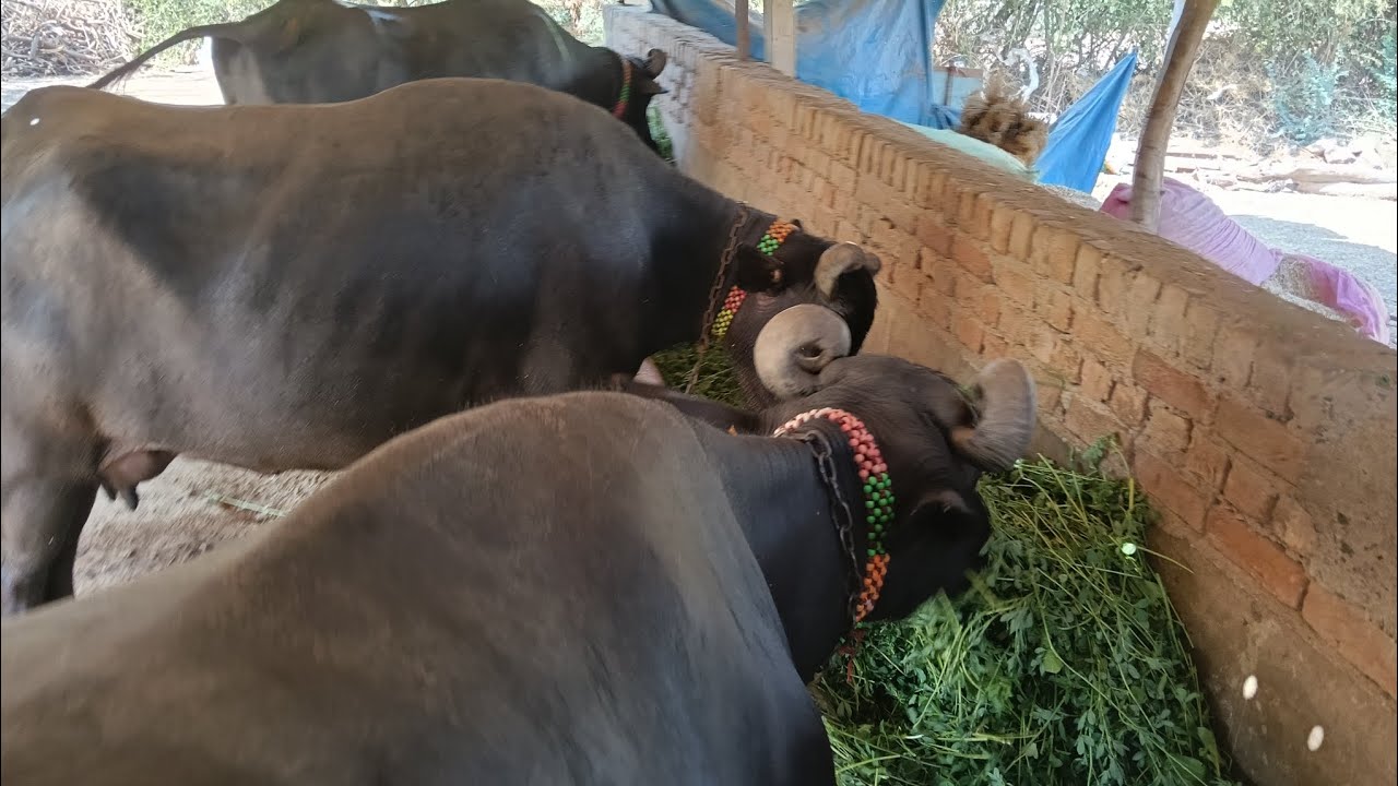 રચકા ની નીણ ધરાય ને કરી 