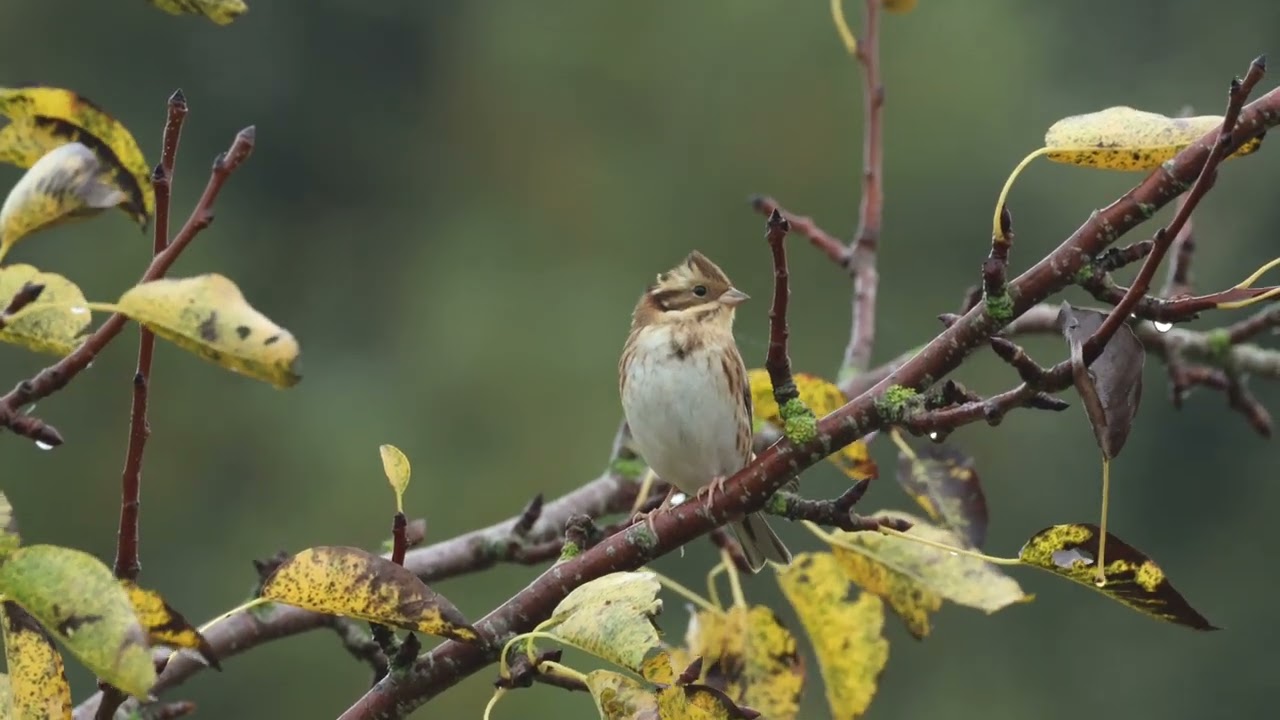 Videsparv, Emberiza rustica, Rustic Bunting. Skåne 2025
