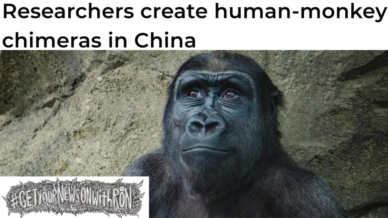 Scientists Are Making A Human/Monkey Hybrid??