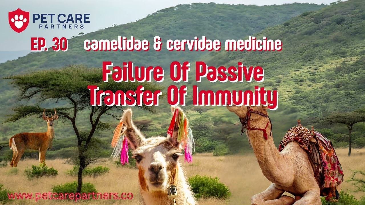 EP 30 — Failure of Passive Transfer of Immunity in Camelidae & Cervidae