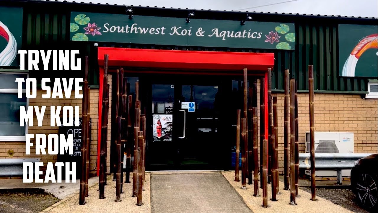 EMERGEMCY TRIP TO THE KOI DEALER TO SAVE MY KOI **FMG PARASITE PROBLEMS**