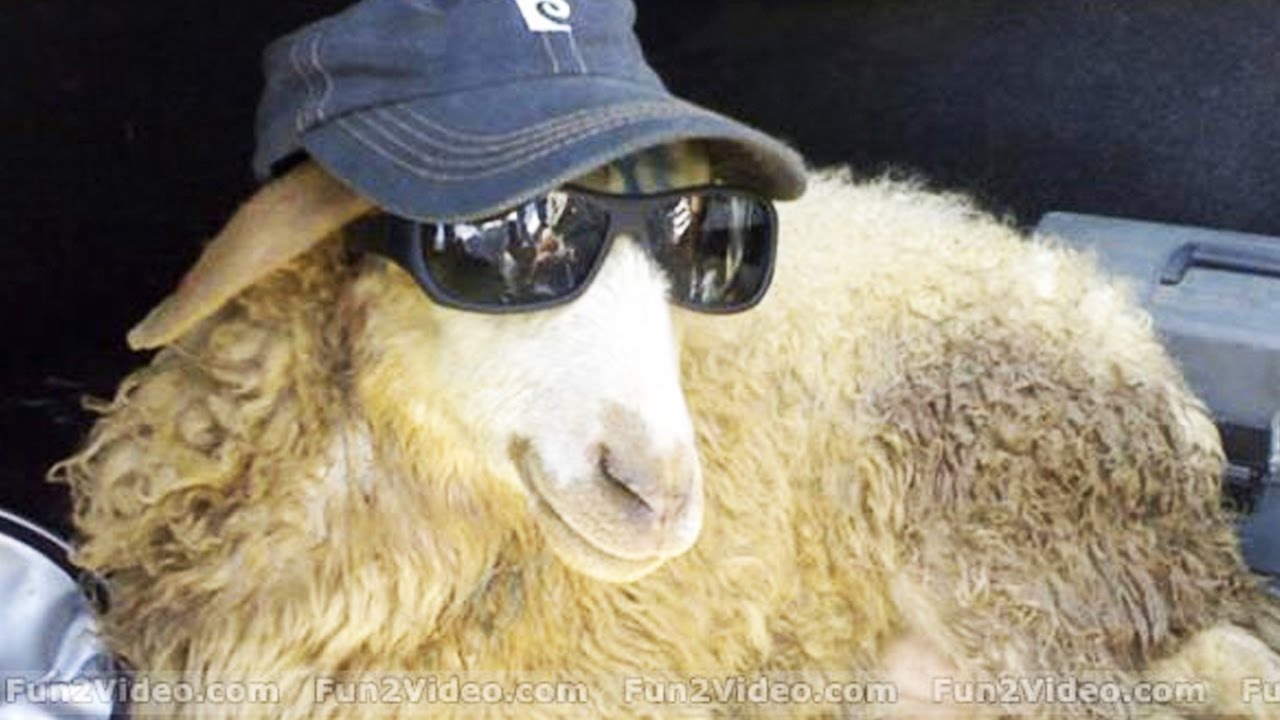 Funny SCREAMING Sheep [Funny Pets]