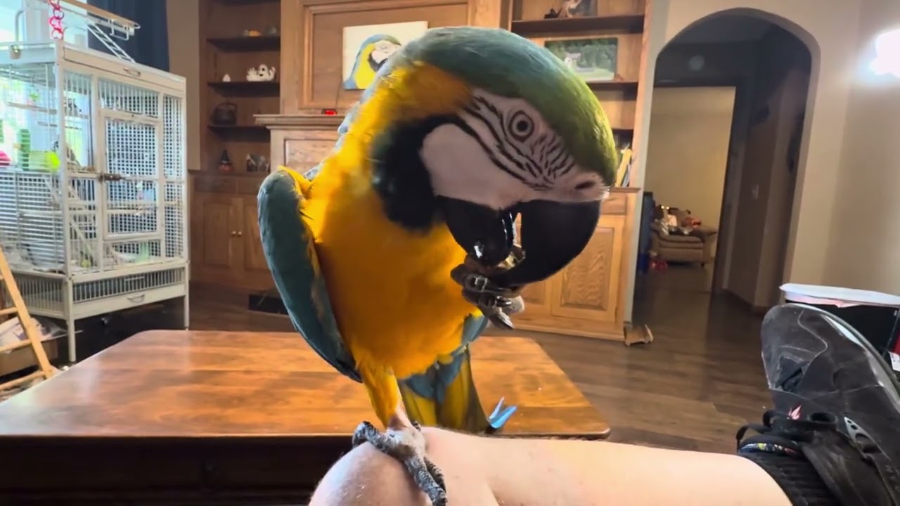 Charley eating a walnut and makes a mess.