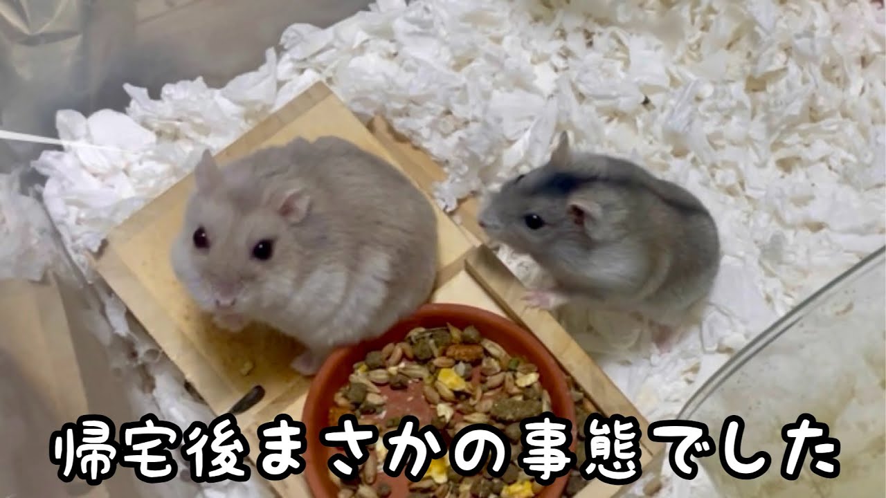 帰宅直後飼い主は衝撃を受けました