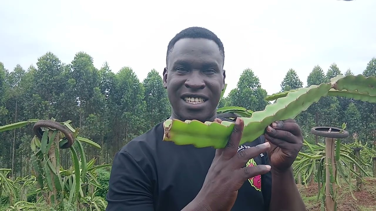 HOW MILLION DOLLARS ARE HARVESTED IN DRAGON FRUIT FARMING IN MUKONO