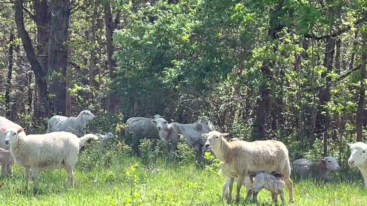 Грег делится своими советами для успешного весеннего ягнения на пастбище.