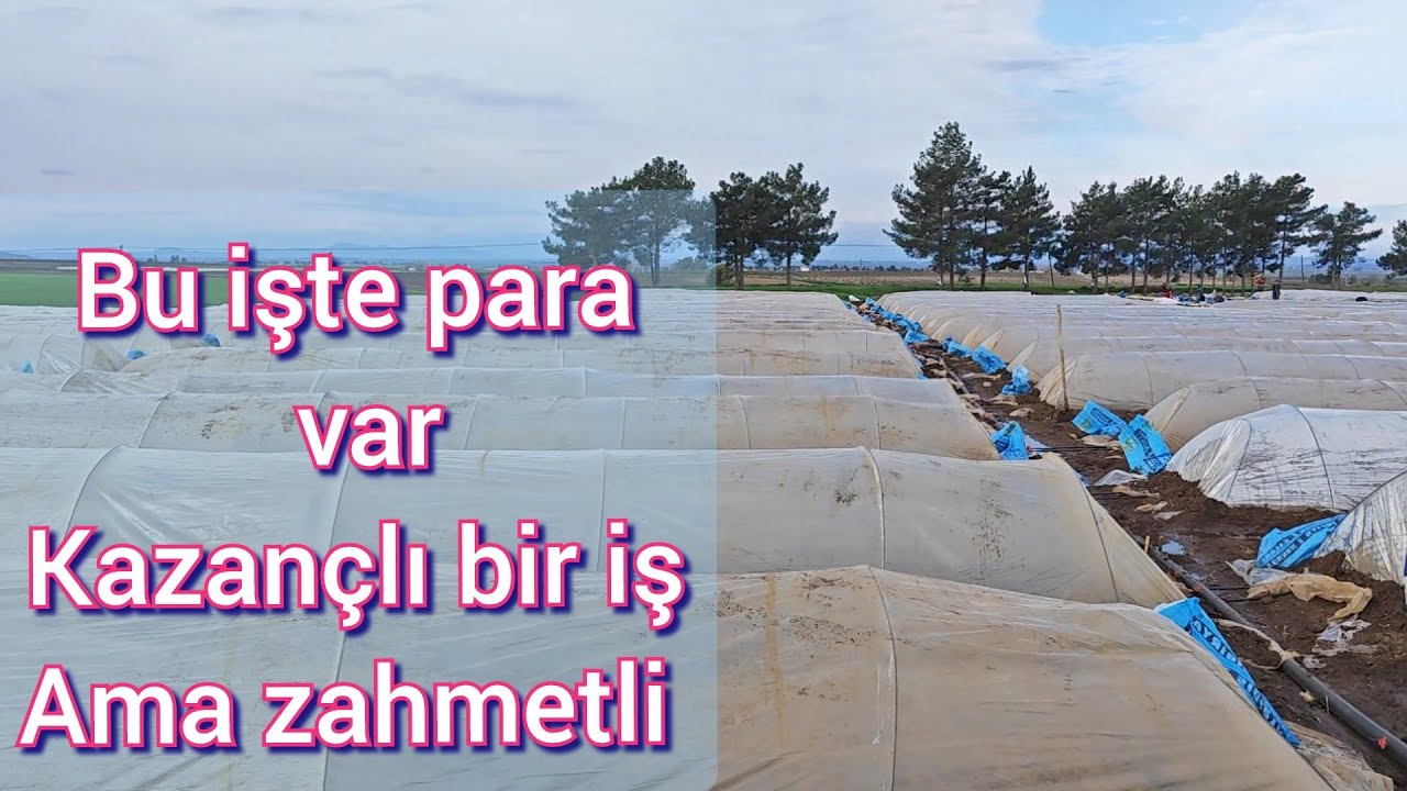 Aile işi kârlı ve zahmetli Mini sera yer salatalığı üretimi