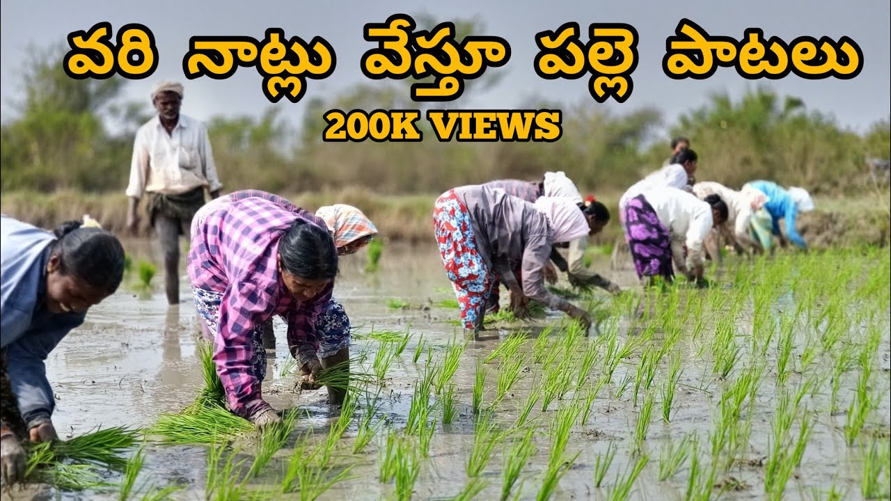 వరి నాట్లు వేస్తూ పల్లె పాటలు #VillageSongsWhile SowingPaddy #PaddyPlantation #VariNatu #folksong