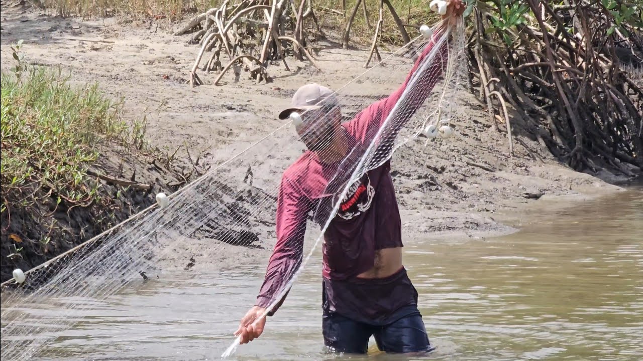 DEZENAS DE TAINHAS NOS IGARAPÉS DO MARANHÃO.