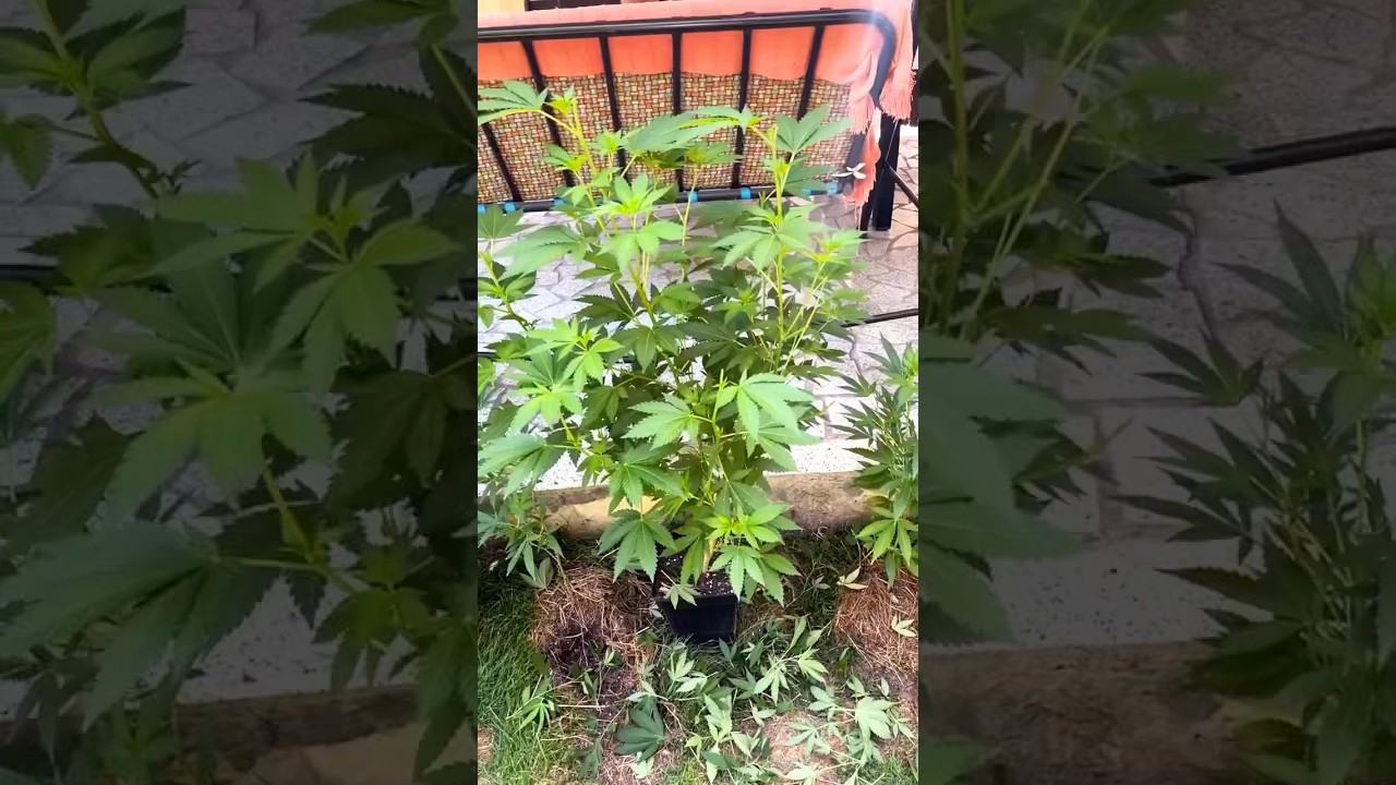 Defoliaci&oacute;n de bajos y aseo antes de la floraci&oacute;n 👌🏻